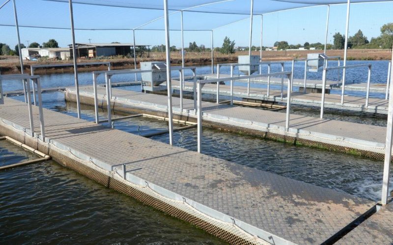 Fish Farm